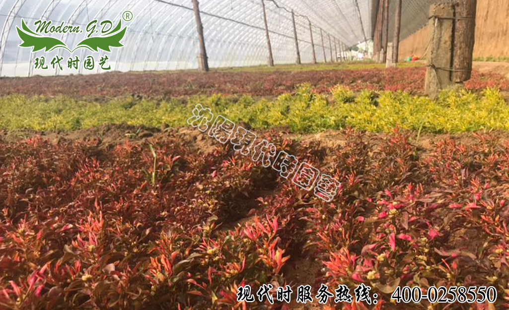 ��ɫ�����l����������ɫ�ݷNֲ����